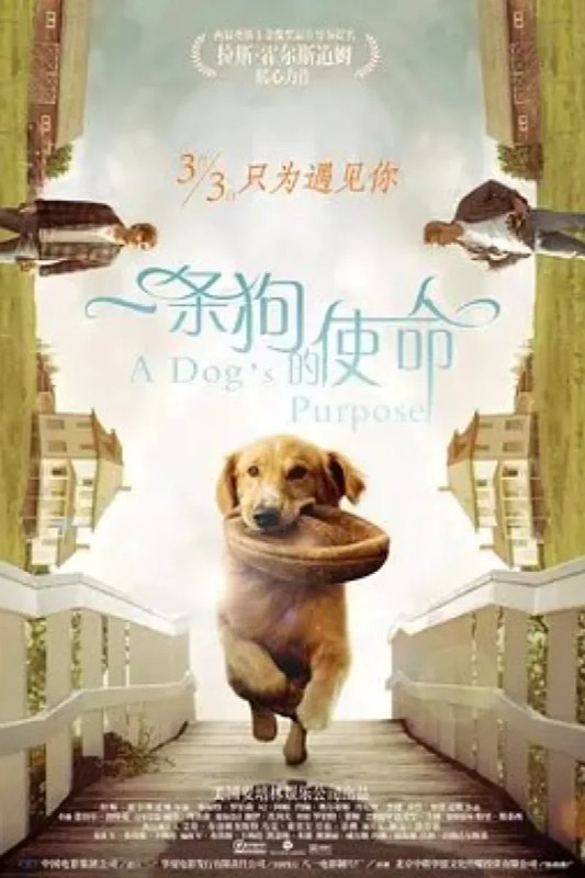 名称：一条狗的使命 A Dog's Purpose描述：影片以汪星人的视角展现狗狗和人类的微妙情感，一只狗狗陪伴小主人长大成人，甚至为他追到了女朋友，后来它年迈死去又转世投胎变成其他性别和类型的汪，第二次轮回狗狗变成了警犬威风凛凛，再次转轮回，又成了陪伴一位单身女青年的小柯基犬