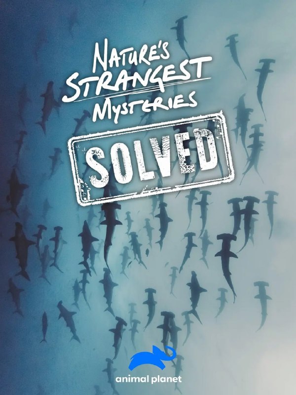 名称：自然界最奇怪的谜题 Nature's Strangest Mysteries Solved (2019)描述：大自然令人敬畏，但有时它也有彻头彻尾的怪异——奇怪的动物行为、意想不到的事件、毫无意义的东西