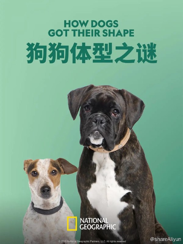 名称：狗狗体型之谜 How Dogs Got Their Shapes (2016)描述：地球上有近10亿只狗在走路，嗅探和吠叫