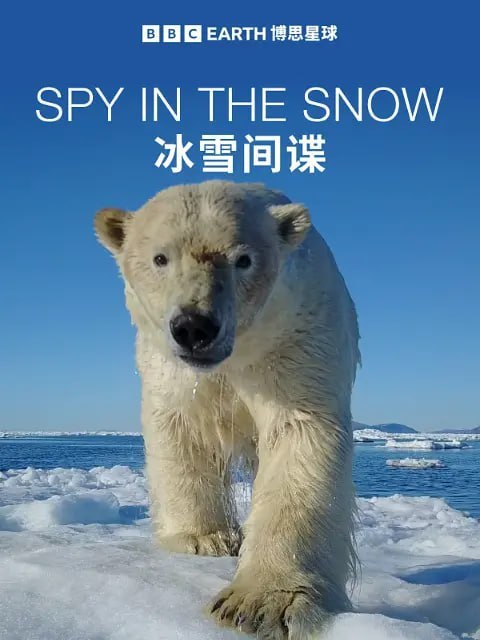 名称：冰雪间谍 Spy in the Snow (2018)描述：在南极地区，好斗的阿德利企鹅则充当了帝企鹅幼崽的大救星，护送它们顺利前往海洋