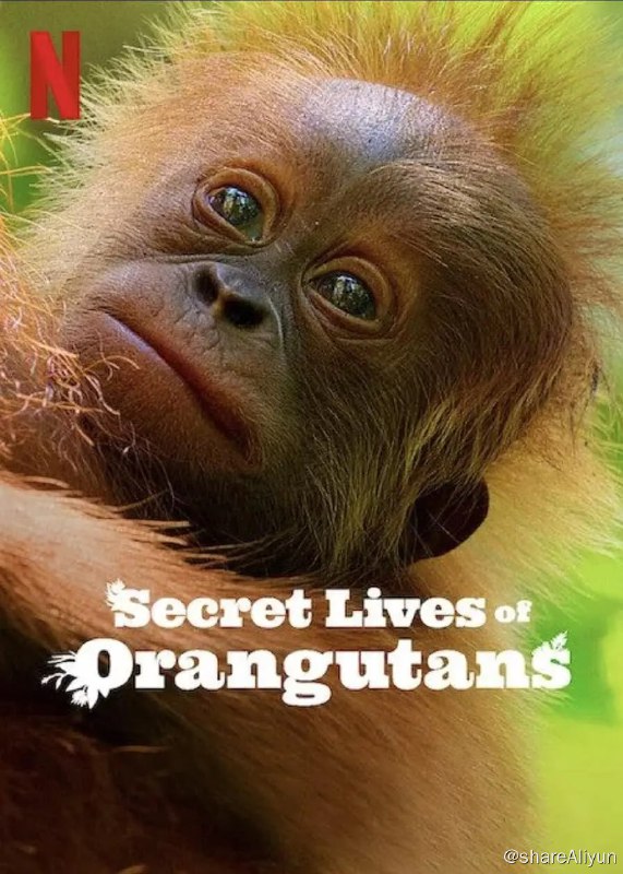 名称：红毛猩猩的秘密生活 Secret Lives of Orangutans (2024) 1080描述：这部由大卫·爱登堡旁白的沉浸式纪录片跟随一个多代共存的猩猩家族，呈现了它们在树冠上的胜利与艰辛链接：
