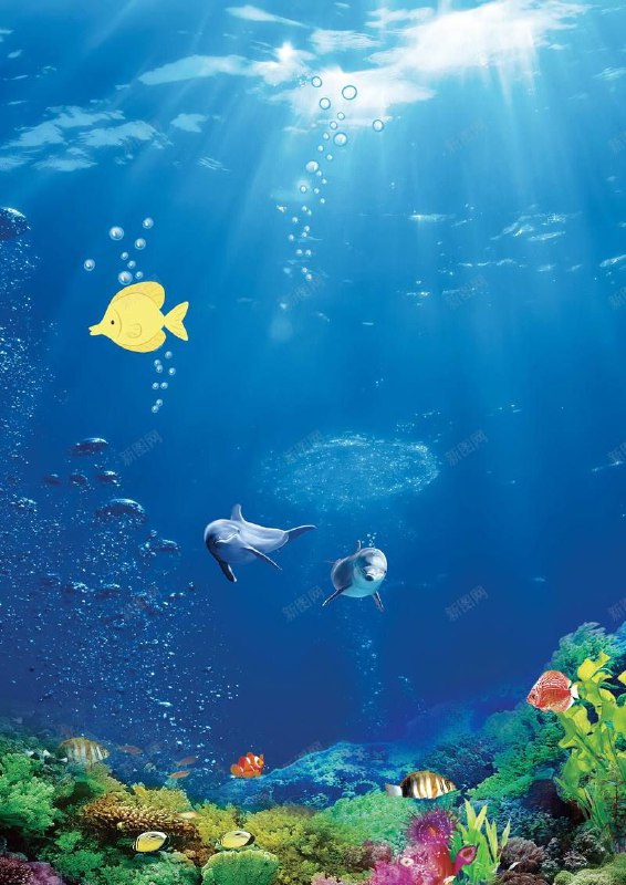 名称：海底动物世界描述：邀请您在8K欣赏水下环境，观赏海洋生物，如海洋动物和珊瑚礁