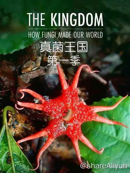 名称：真菌王国 The Kingdom How Fungi Made Our World (2018)描述：一些真菌会拯救我们，其他真菌会威胁我们，我们才刚刚开始了解哪种是哪种