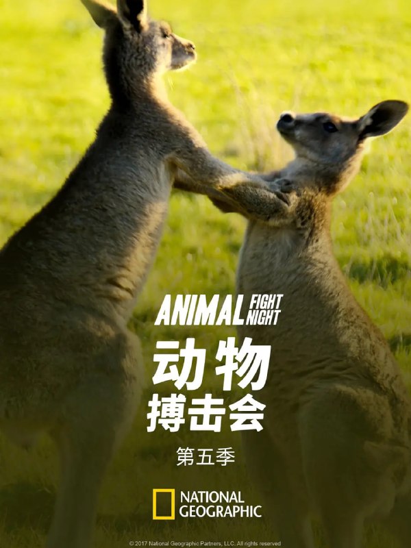 名称：动物搏击会 第五季 Animal Fight Night Season 5 (2017)描述：《动物搏击会》第五季将展示动物王国中一些最庞大最凶残，并且通常也是最惊人的动物们之间的搏斗