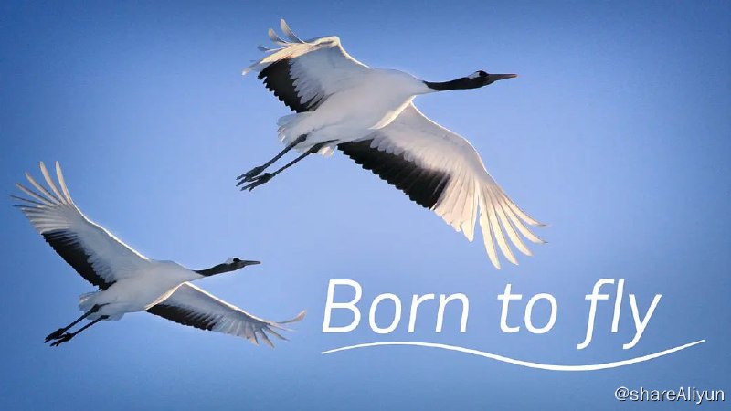 名称：生而飞翔 Born to Fly (2015)描述：人们总是羡慕飞鸟，它们自由自在，在蓝天翱翔，做天空的主人