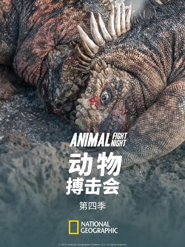 名称：动物搏击会 第四季 Animal Fight Night Season 4 (2016)描述：《动物搏击会》第四季将展示动物王国中一些最庞大最凶残，并且通常也是最惊人的动物们之间的搏斗
