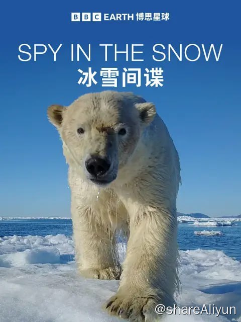 名称：冰雪间谍 Spy in the Snow (2018) 1080描述：在南极地区，好斗的阿德利企鹅则充当了帝企鹅幼崽的大救星，护送它们顺利前往海洋