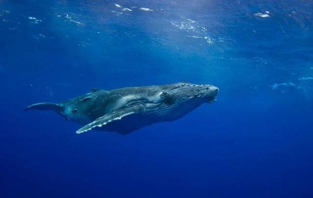 名称：《座头鲸》纪录片｜4K HDR 外挂字幕描述：座头鲸（学名：Megaptera novaeangliae,又名humpback whale），其“座头”之名源于日文“座头”，意为“琵琶”，指鲸背部的形状