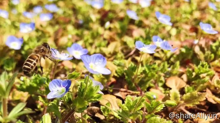 名称：4K超清 『春天的声音』描述：美丽放松的音乐，美丽的自然风景＂链接：