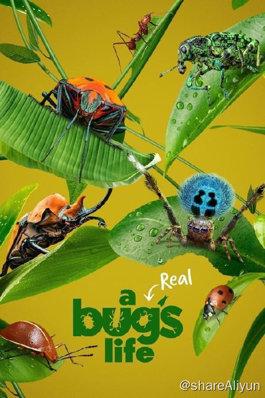 名称：虫虫历险记 (2024) 4K HDR 中字内嵌字幕描述：让我们一同探索昆虫不为人知的微观世界，见识这些迷人的小英雄如何运用非凡能力在夹缝中求生存