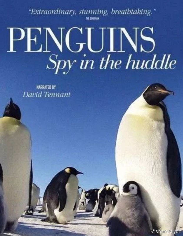 名称：企鹅群里有特务 S1(2013) 1080P 中字内嵌字幕描述：为了贴近拍摄到企鹅真实的生活状态，BBC派出约五十人组成的摄影团队，在将近一年的时间里，对生活在热带秘鲁的洪堡企鹅、生活在亚南极海岛上的跳岩企鹅，以及生活在寒带南极的帝企鹅进行了跟踪拍摄
