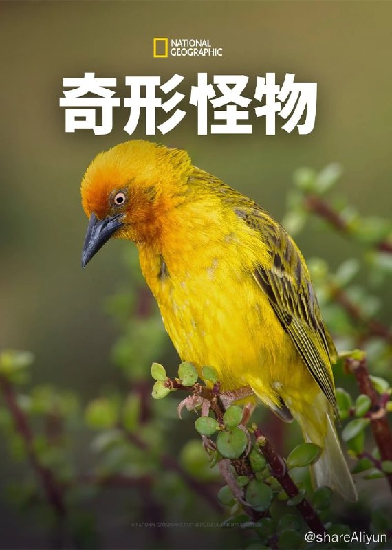 名称：奇形怪物 第一季 (2012)描述：这个全新的系列呈现动物王国中最奇特、疯狂、怪异和令人匪夷所思的行为