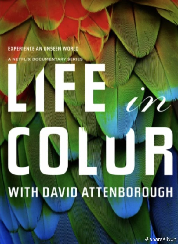 名称：多彩生活 S1(2021) 1080P 中字内嵌字幕描述：爵士又带你环游全球全球，从哥斯达黎加的热带雨林到白雪皑皑的苏格兰高地，揭示了动物非凡和北极地使用色彩的方式！通过使用专门为电影制作的创新性摄影技术，观众将体验到人类肉眼看不见的色彩如何在动物的互动中发挥关键的作用