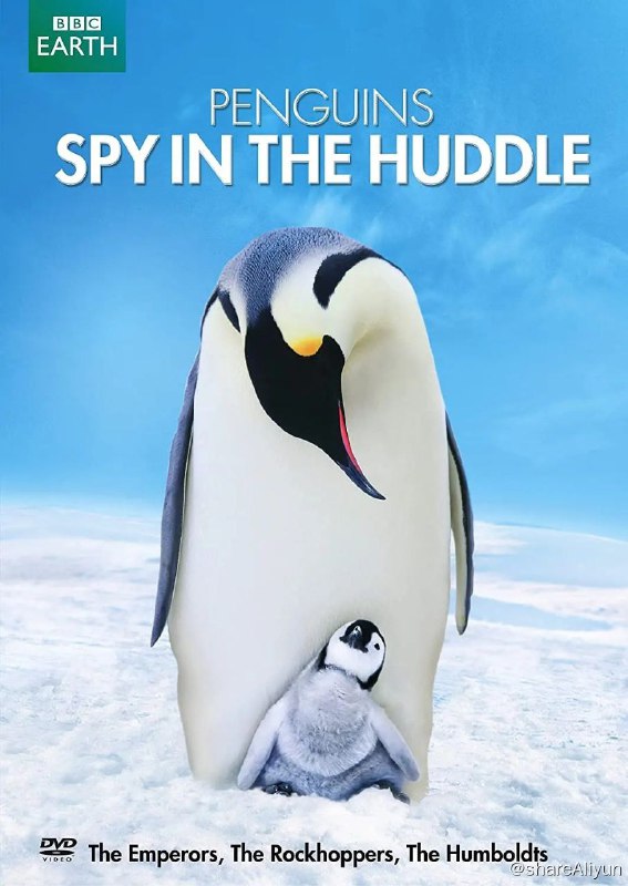 名称：BBC《企鹅群里有特务》4K 豆瓣9.7分 纪录片描述：为了贴近拍摄到企鹅真实的生活状态，BBC派出约五十人组成的摄影团队，在将近一年的时间里，对生活在热带秘鲁的洪堡企鹅、生活在亚南极海岛上的跳岩企鹅，以及生活在寒带南极的帝企鹅进行了跟踪拍摄