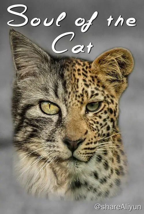 名称：猫之魂 Soul of the Cat (2017)描述：本片利用一系列狮子和猎豹等大猫在狩猎、玩耍和交配的镜头，并将其与家猫在进行类似活动的镜头进行比较，我们将得以深入了解猫之所以为猫的原因
