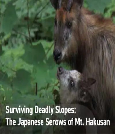 名称：日本鬣羚生存日记 Surviving Deadly Slopes The Japanese Serows of Mt. Hakusan (2019)描述：从春天到夏天，当有足够的食物供应时，日本鬣羚会抚养他们的幼崽，教会他们重要的生存技能