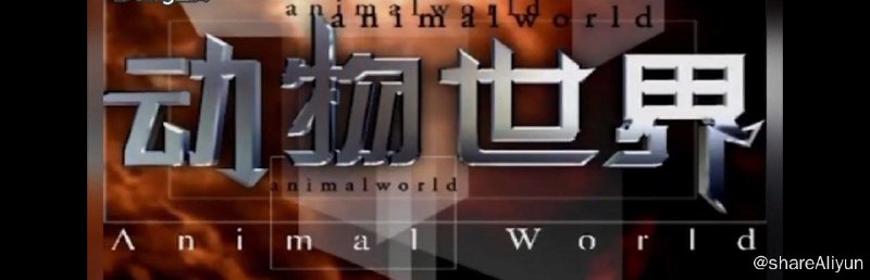 名称：赵.忠.祥.《动物世界》.108集纪录片描述：《动物世界》栏目从1981年12月31日开播