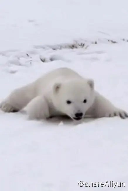 名称：北极熊宝宝 (2018) 1080描述：英国唯一一只雌性北极熊维多利亚产下幼崽