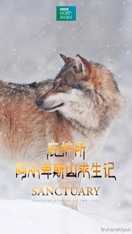 名称：庇护所：阿尔卑斯山求生记 (2019) 高分纪录片 1080p 双语字幕描述：《庇护所：阿尔卑斯山求生记》作为一部震撼又壮美的纪录片，讲述着欧洲腹地深藏的那些鲜为人知的动植物生存故事