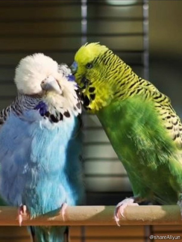 名称：BBC-宠物的天性 (2015) 720P 中英外挂字幕描述：探索我们可爱宠物狂野的一面，发现仓鼠为何爱跑轮子、狗狗如何学会群居的法则、猫咪怎样成为孤独的猎手