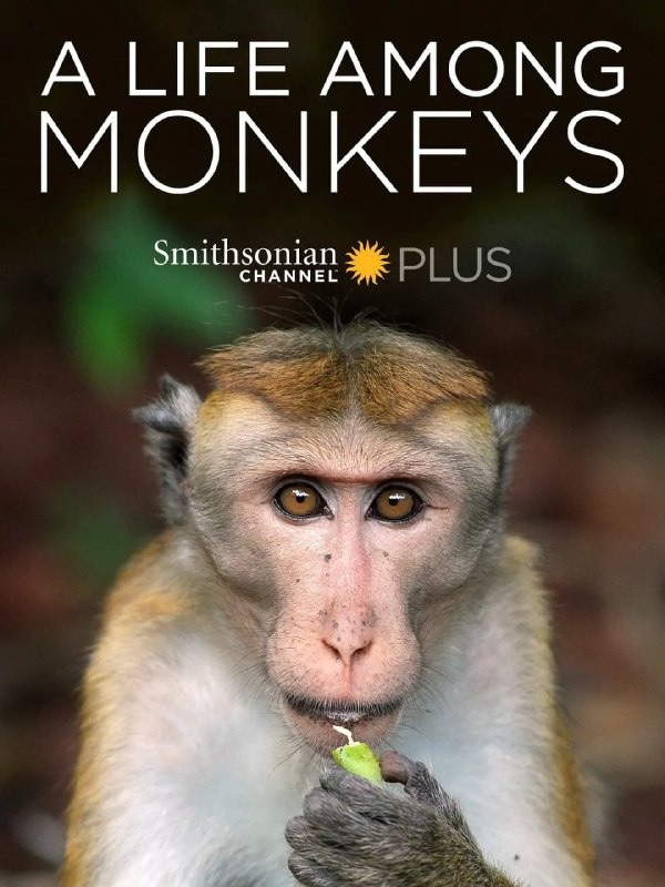 名称：猴群中的生活 A Life Among Monkeys (2019)描述：《猴子的一生》讲述了无边猕猴的生活，它们生活在斯里兰卡混乱地区中心一座古老寺庙的壮观废墟中