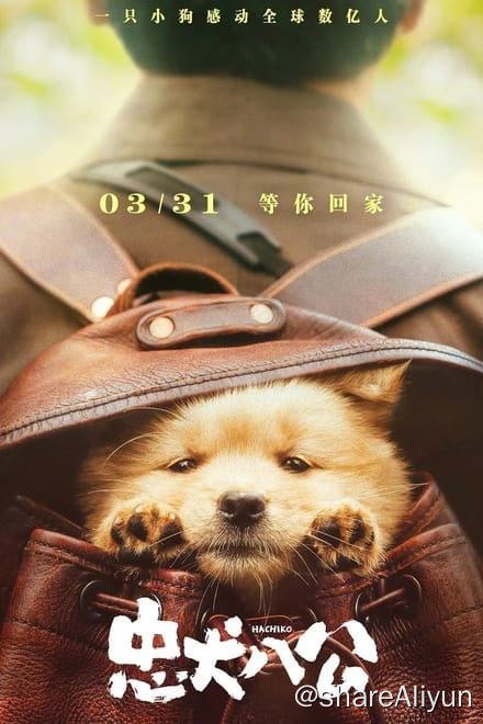 名称：忠犬八公 (2023)✨【2160p.SDR】【60fps】【原轨】描述：4k 60帧流媒体版   附：1080p高码率版这是一只小狗感动全球数亿人的故事