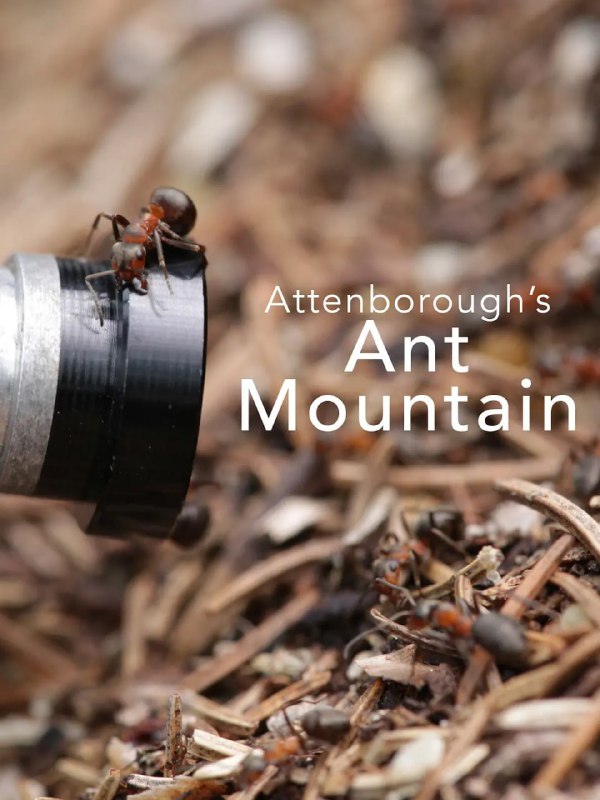 名称：阿滕伯勒的蚂蚁山 David Attenborough's Ant Mountain (2018)描述：位于法国和瑞典之间的侏罗山脉遍布着许多木蚂蚁的殖民地，冬季过去后，木蚂蚁们逐渐苏醒，它们各司其职，构成了最复杂的社会分工合作系统，它们在一个殖民地中毫无关系的蚂蚁之间的这种合作，似乎正在重写昆虫进化的规则