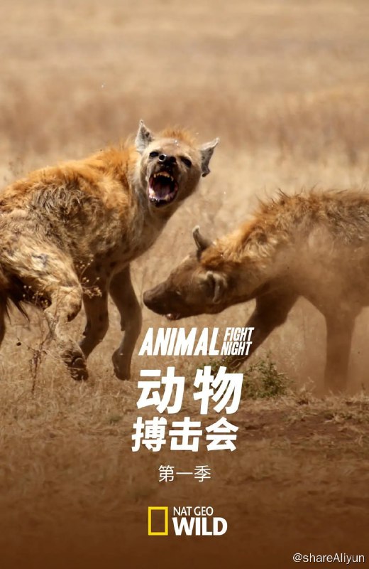 名称：动物搏击会 第一季 (2013) 1080描述：第一部分成三集的特辑包括同种动物间不可思议的凶猛搏斗画面，且往往有致命的后果，并解析背后的科学原理与成因