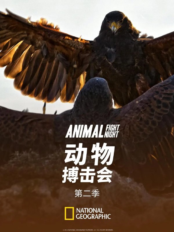 名称：动物搏击会 第二季 Animal Fight Club Season 2 (2014)描述：动物搏击会又回来了，第二季的六集节目给你动物界最巨大、最厉害且常是令人惊讶的打手的拳击别战斗