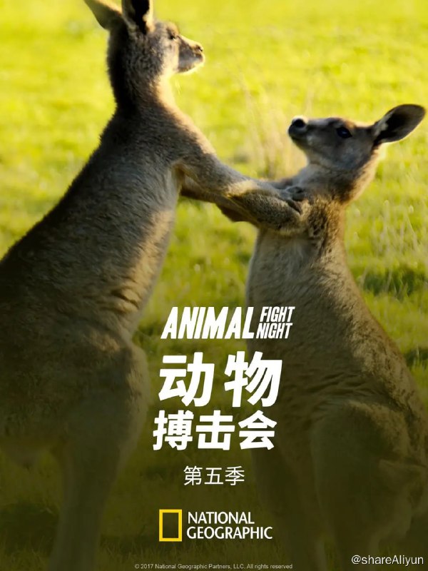 名称：动物搏击会 第五季 Animal Fight Night Season 5 (2017) 1080描述：《动物搏击会》第五季将展示动物王国中一些最庞大最凶残，并且通常也是最惊人的动物们之间的搏斗