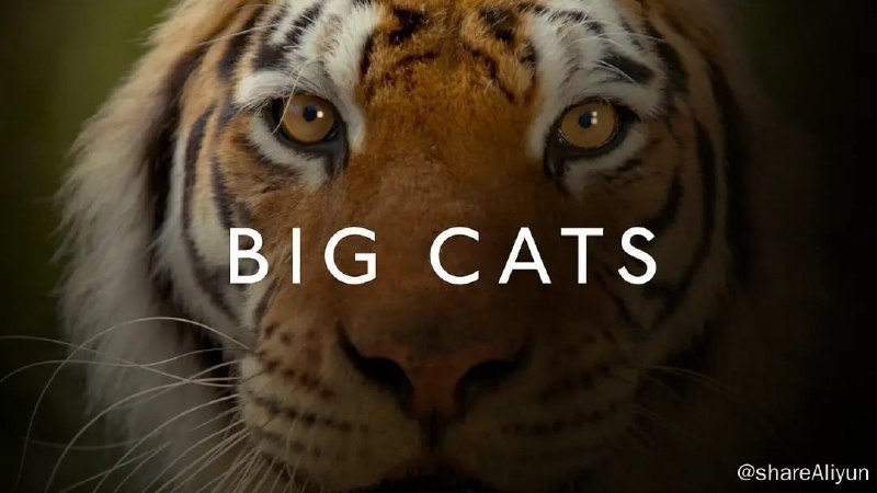 名称：大猫 Big Cats (2018) 1080描述：BBC最新纪录片，一个家族，40种不同面孔！将有非洲狮、虎、美洲豹、金钱豹、猎豹、云豹、雪豹、美洲狮、猞猁、豹猫、虎猫、渔猫、黑足猫、兔狲、薮猫、沙漠猫…等等很多野生猫科动物纷纷出镜链接：