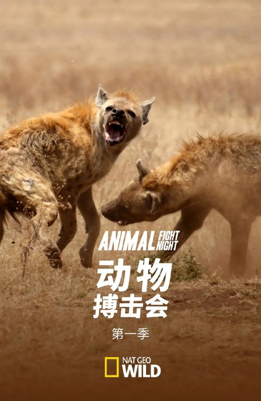名称：动物搏击会 第一季 Animal Fight Night Season 1 (2013)描述：第一部分成三集的特辑包括同种动物间不可思议的凶猛搏斗画面，且往往有致命的后果，并解析背后的科学原理与成因