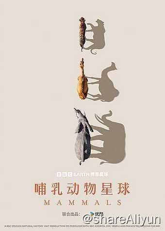 名称：哺乳动物星球 (2024) 4K HLG 中字外挂字幕描述：2024开年大献，欢迎来到哺乳动物星球！6600万年前，当恐龙对地球的统治走向终结时，哺乳动物得以自由探索地球的每个角落