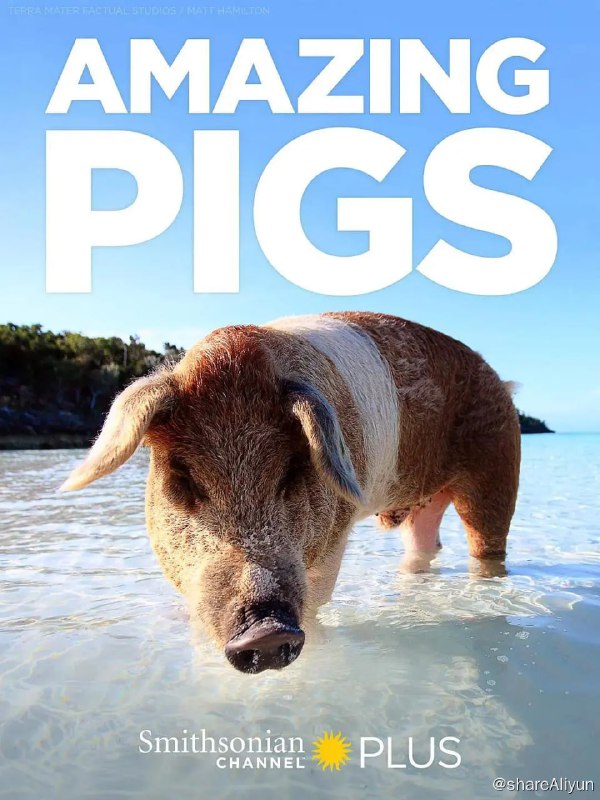 名称：聪明的猪 Amazing Pigs (2018)描述：忘记你对猪的了解