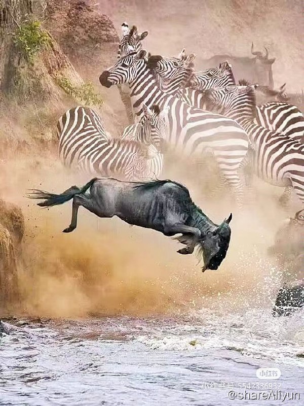 名称：国家地理纪录片《大迁徙》6集全 1080p描述：每天地球上都有数以百万计的动物加入迁徙行列，牠们不顾一切进行一件无比重要的事，那就是创造和养育宝贵的下一代