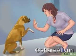 名称：狗狗基本训练技巧视频教程描述：训狗技巧链接：