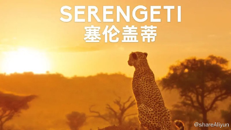 名称：塞伦盖蒂 第一季 Serengeti Season 1 (2019)描述：本系列纪录片深入塞伦盖蒂内人迹罕至的角落，追踪最具代表性的非洲草原动物，成功捕捉到戏剧般的动物生活日常和情感时刻