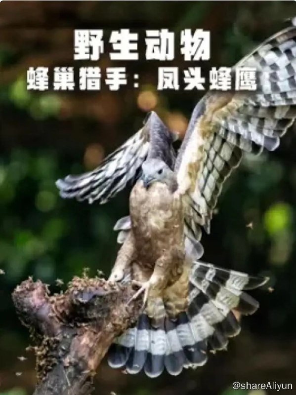 名称：野生动物：蜂巢猎手 - 凤头蜂鹰 (2018) 1080描述：在日本本州岛的北部地区，坐落着一座郁郁葱葱的白神山