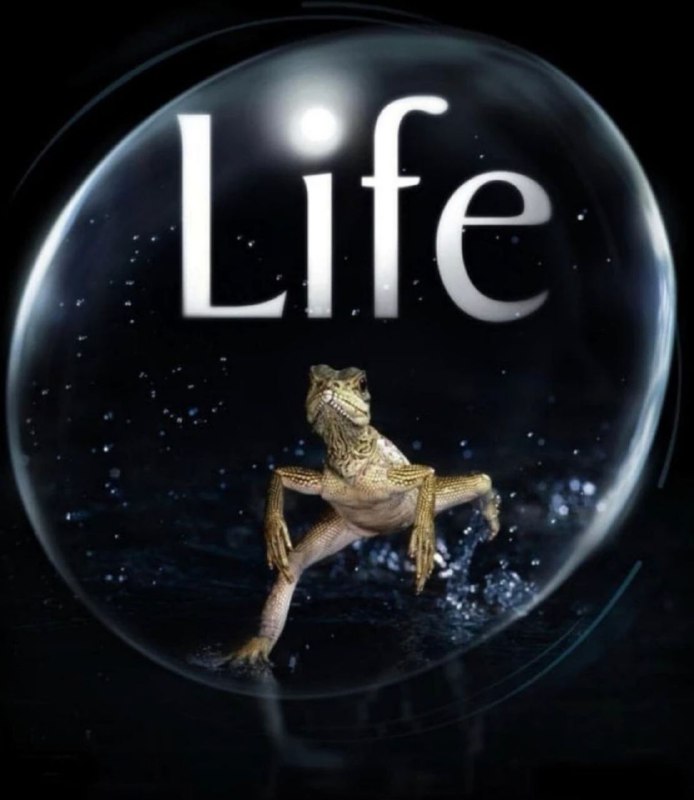 名称：生命 1080P描述：Life影片年代：2009影片产地：英国、希腊对白语轨：国粤英台四音轨，默认英语影片字幕：中字内嵌字幕影片集数：10集电影简介：本片讲述了发生在自然界深处的130个令人难以置信的故事