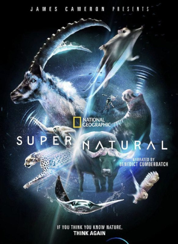 名称：超凡动物奇观 S1 (2022) 4K HDR描述：本片由詹姆斯·卡梅隆监制，由荣获奥斯卡奖提名和英国电影学院奖的本尼迪克特·康伯巴奇配音