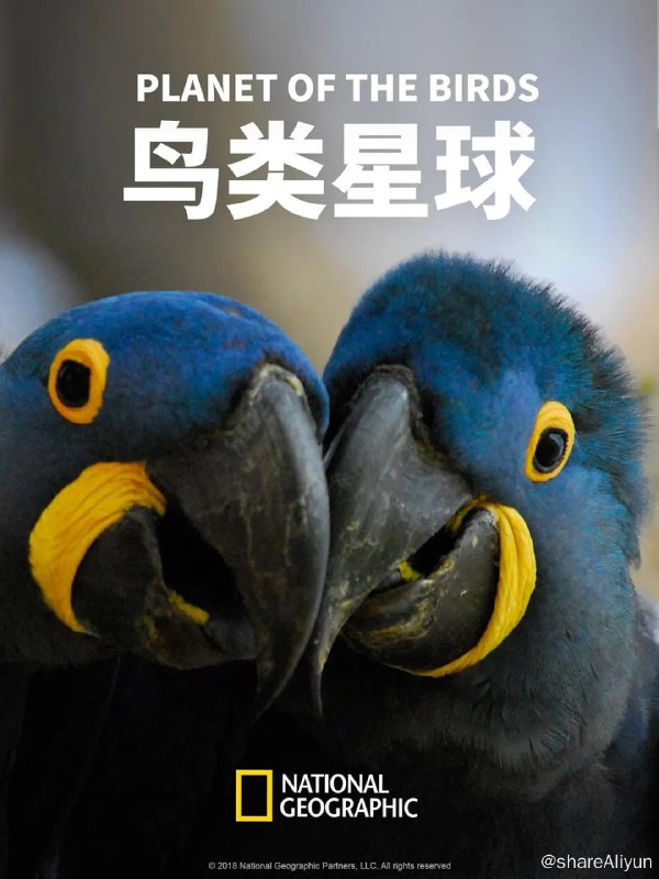 名称：鸟类星球 Planet of The Birds (2018)描述：鸟类几乎遍布全世界的每个栖息地