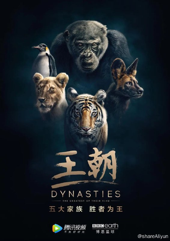 名称：《王朝》4K 超清描述：西非撒哈拉沙漠边境，统治族群长达三年之久的黑猩猩戴维面临其他雄性的挑战，为了守住王权，他开始选择结盟